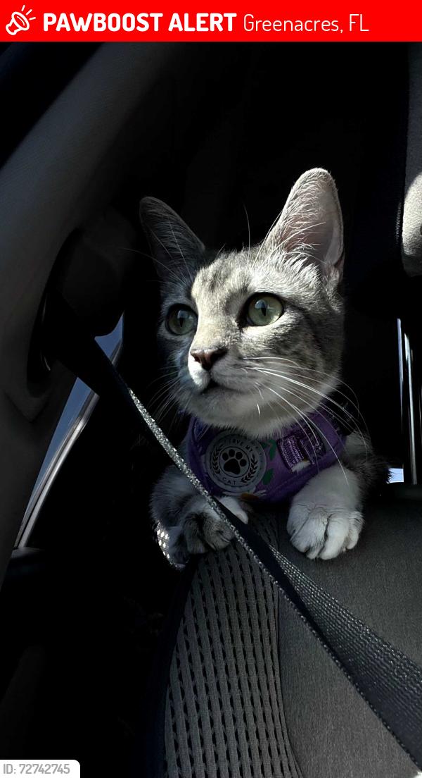 Lost Female Cat last seen Near Weymouth st , Greenacres, FL 33463