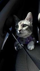Lost Female Cat last seen Near Weymouth st , Greenacres, FL 33463