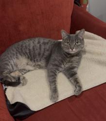 Reunited Female Cat last seen Back on 62 Lyman St, Across from Notre Dame Cemetery, South Hadley, MA 01075