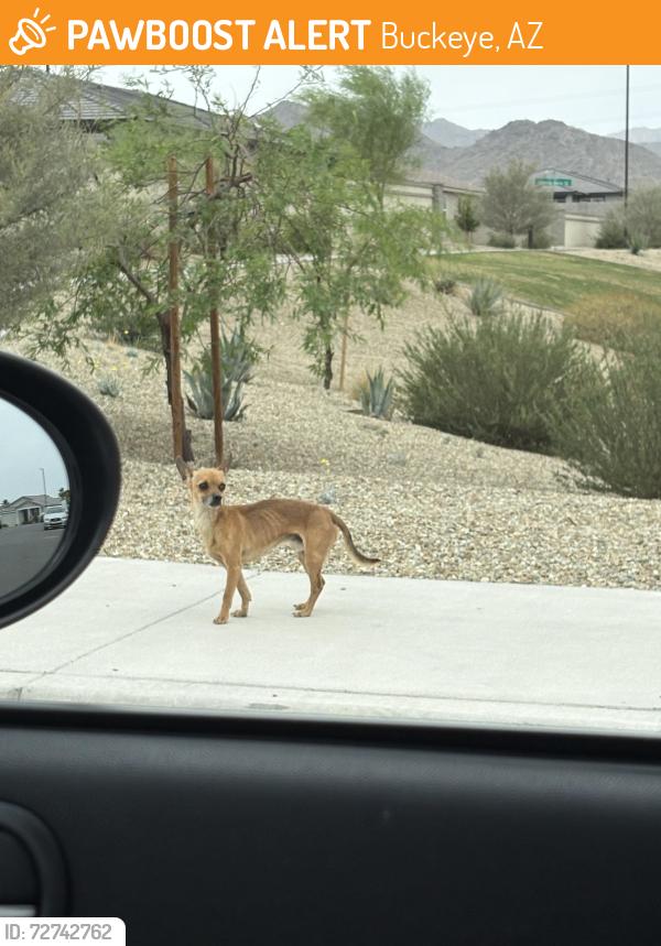 Found/Stray Male Dog last seen In neighborhood across from Buckeye schools, Buckeye, AZ 85326