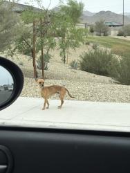 Found/Stray Male Dog last seen In neighborhood across from Buckeye schools, Buckeye, AZ 85326
