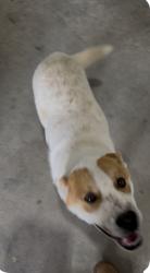 Found/Stray Male Dog last seen Near / 23 and Anvilblock Rd, Clayton County, GA 30294