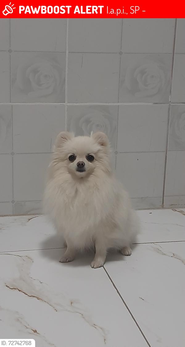 Lost Female Dog last seen Policlínica , I.a.p.i., SP 06236-020