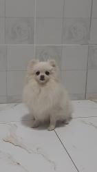 Lost Female Dog last seen Policlínica , I.a.p.i., SP 06236-020