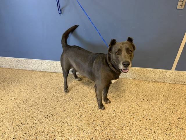 Shelter Stray Female Dog last seen Near BLOCK SW 252 ST, Doral, FL 33122
