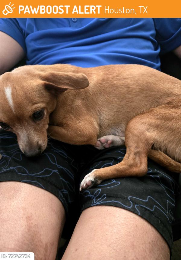 Found/Stray Male Dog last seen Near west 18th st , Houston, TX 77008