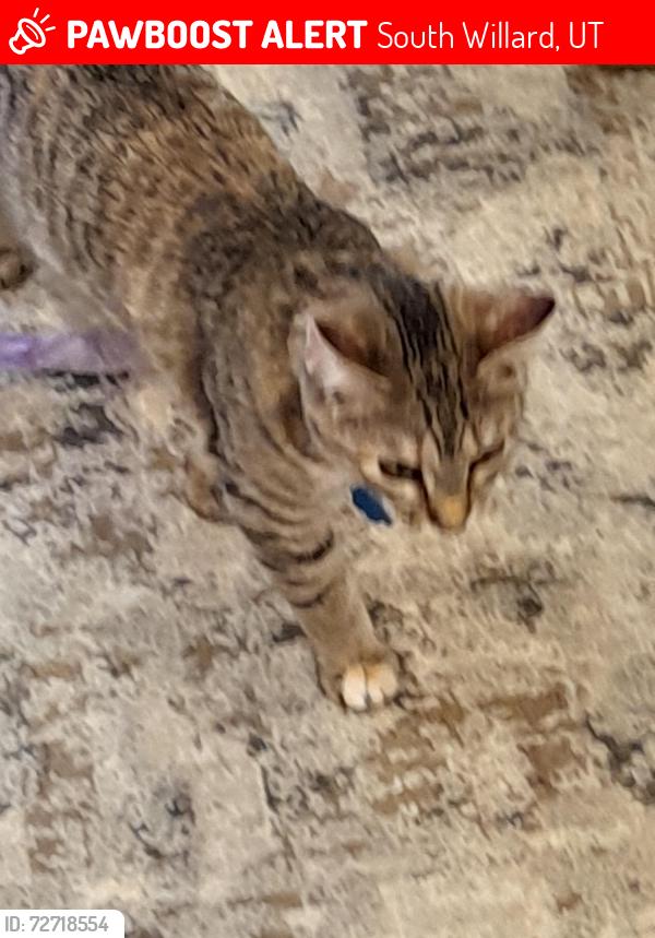 Lost Female Cat last seen Near south 1000 west Syracuse ut 84075, South Willard, UT 84340