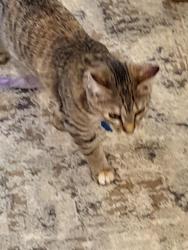 Lost Female Cat last seen Near south 1000 west Syracuse ut 84075, South Willard, UT 84340