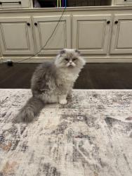 Lost Male Cat last seen Lanai View Court and Grosvenor shore circle, Windermere, FL 34786
