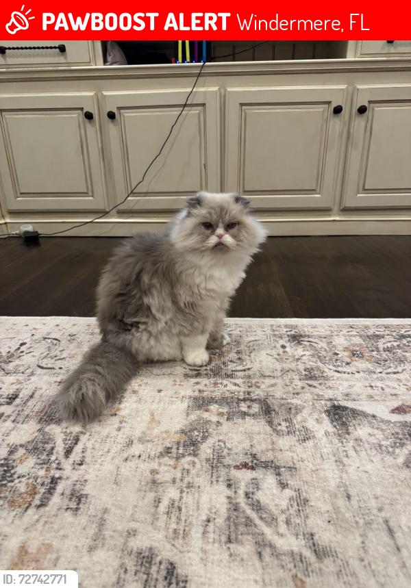 Lost Male Cat last seen Lanai View Court and Grosvenor shore circle, Windermere, FL 34786