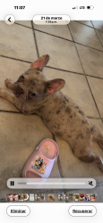 Lost Female Dog last seen Calcagno st in ceres, by ceres high and Walgreens , Ceres, CA 95307