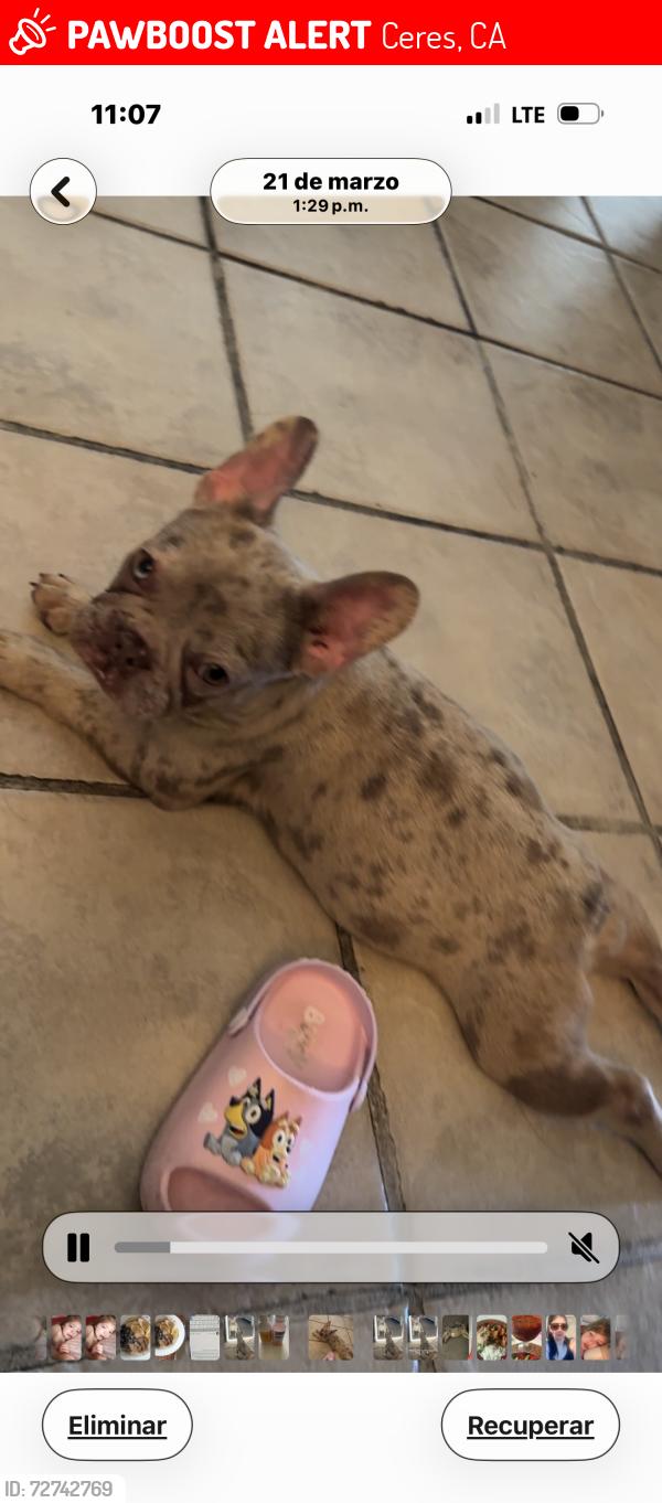 Lost Female Dog last seen Calcagno st in ceres, by ceres high and Walgreens , Ceres, CA 95307