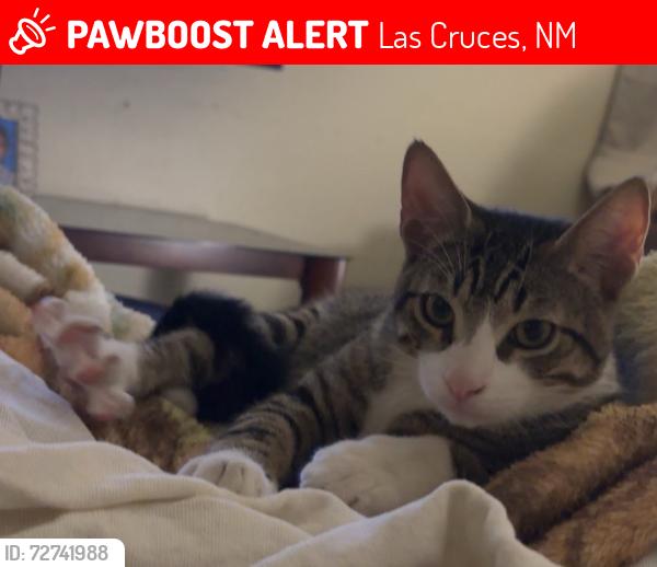 Lost Male Cat last seen E. Mulberry Avenue and Ash Avenue , Las Cruces, NM 88001