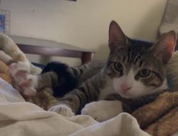 Lost Male Cat last seen E. Mulberry Avenue and Ash Avenue , Las Cruces, NM 88001
