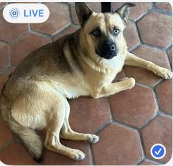 Lost Male Dog last seen McDonald’s & Tiny’s Saloon , Drexel Heights, AZ 85735