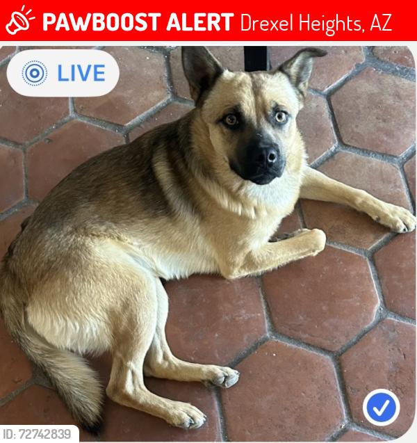 Lost Male Dog last seen McDonald’s & Tiny’s Saloon , Drexel Heights, AZ 85735