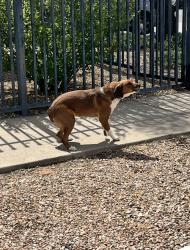 Found/Stray Unknown Dog last seen Corner of Stanford and Silver, Albuquerque, NM 87106