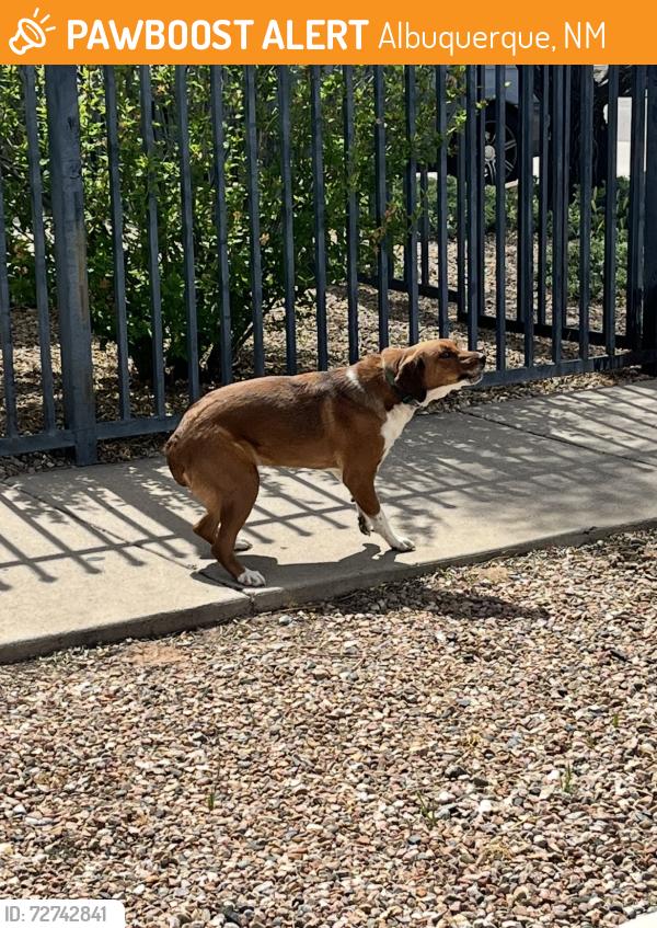 Found/Stray Unknown Dog last seen Corner of Stanford and Silver, Albuquerque, NM 87106