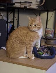 Lost Male Cat last seen Fo Guang Shan Xiang Yun Temple, Austin, TX 78731