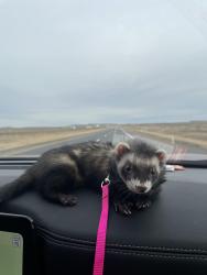 Lost Male Ferret last seen Shields blvd and SE 89th st, Oklahoma City, OK 73149