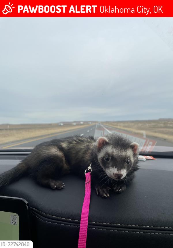 Lost Male Ferret last seen Shields blvd and SE 89th st, Oklahoma City, OK 73149