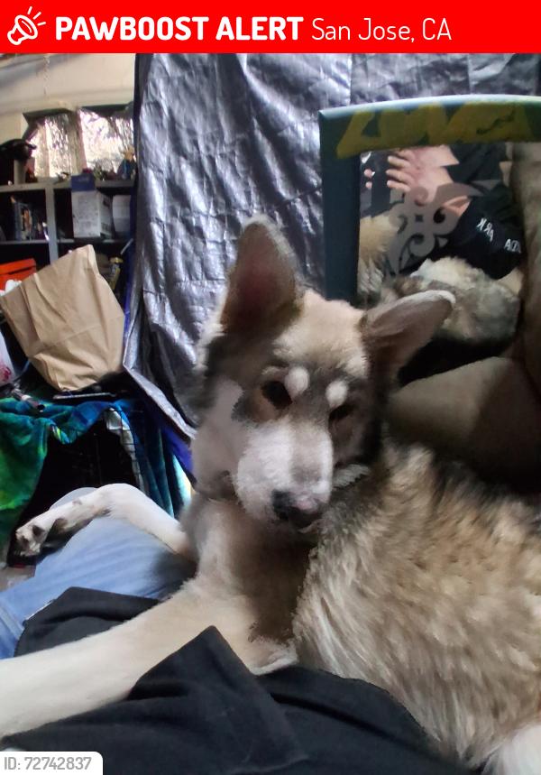 Lost Male Dog last seen by rd, San Jose, CA 95122