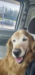 Lost Male Dog last seen 193rd &55th, Lake Forest Park, WA 98155