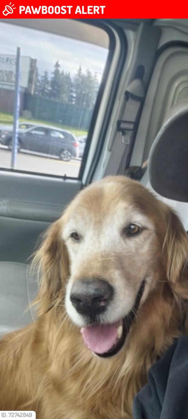 Lost Male Dog last seen 193rd &55th, Lake Forest Park, WA 98155