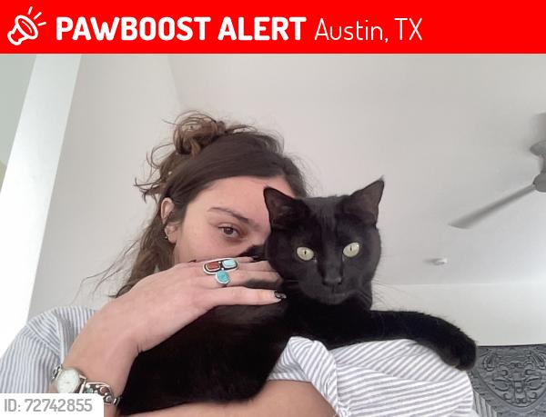 Lost Female Cat last seen Allen Rd & Pinnacle , Austin, TX 78746