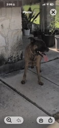 Found/Stray Male Dog last seen Silver Coins; near Galm and Shaenfield, San Antonio, TX 78254