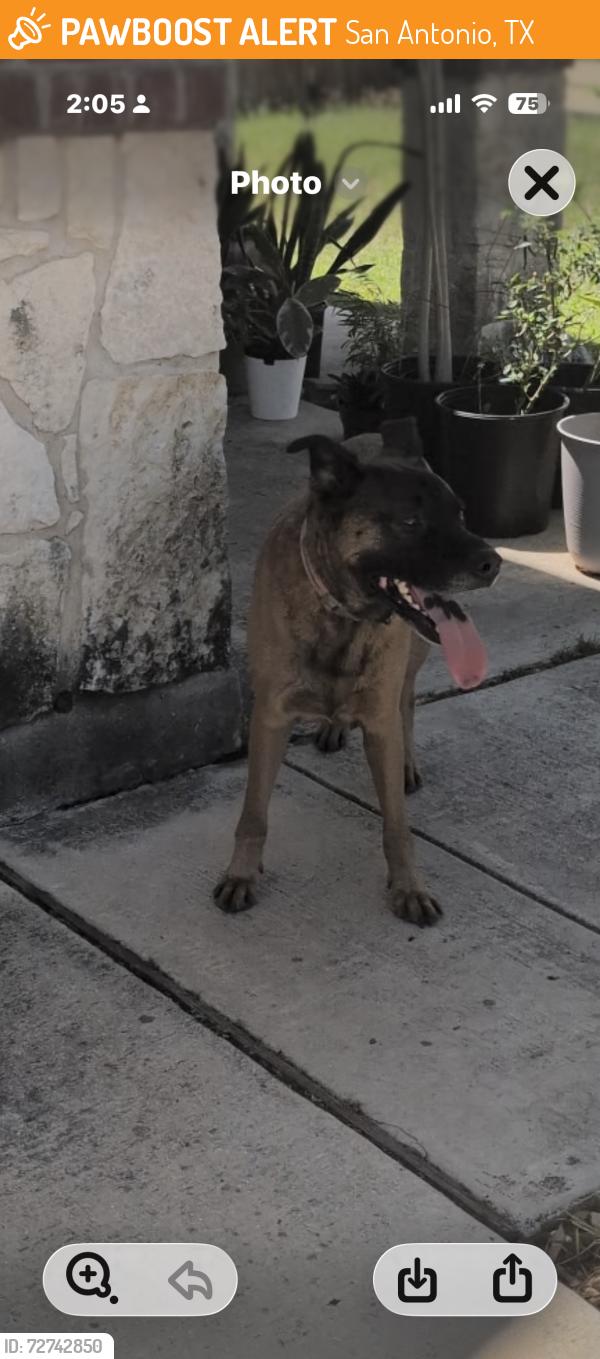 Found/Stray Male Dog last seen Silver Coins; near Galm and Shaenfield, San Antonio, TX 78254