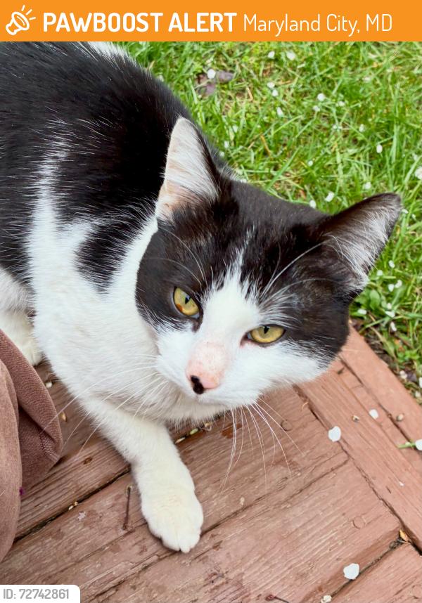 Found/Stray Male Cat last seen Laurel View Court and Whiskey Bottom Road, Maryland City, MD 20724