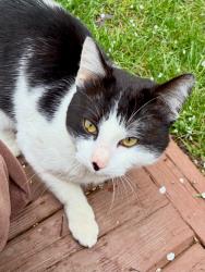 Found/Stray Male Cat last seen Laurel View Court and Whiskey Bottom Road, Maryland City, MD 20724