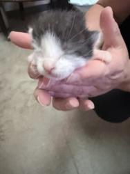 Shelter Stray Male Cat last seen , NC , Gastonia, NC 28052