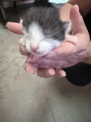 Shelter Stray Male Cat last seen , NC , Gastonia, NC 28052