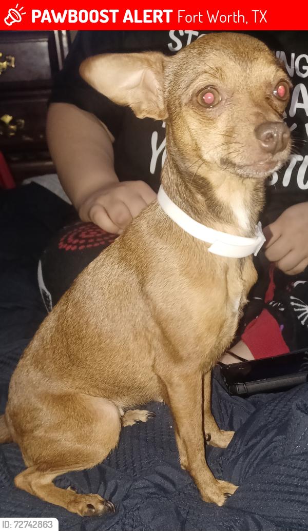 Lost Female Dog last seen Arcadia park , Fort Worth, TX 76244
