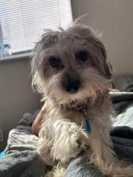 Lost Male Dog last seen Near Chapel Hill Rd apmt 25-A, Durham, NC 27707, Durham, NC 27707