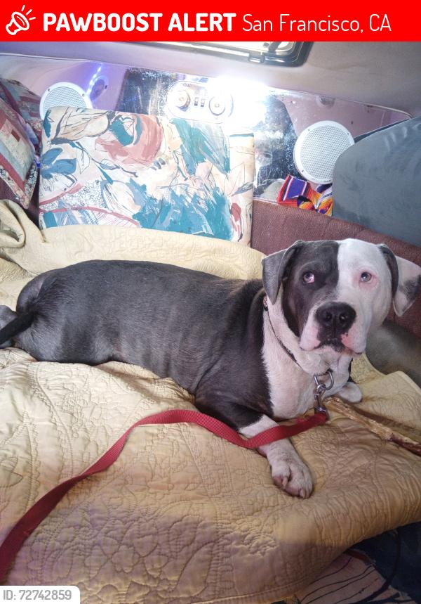 Lost Male Dog last seen La Raza Park, San Francisco, CA 94110