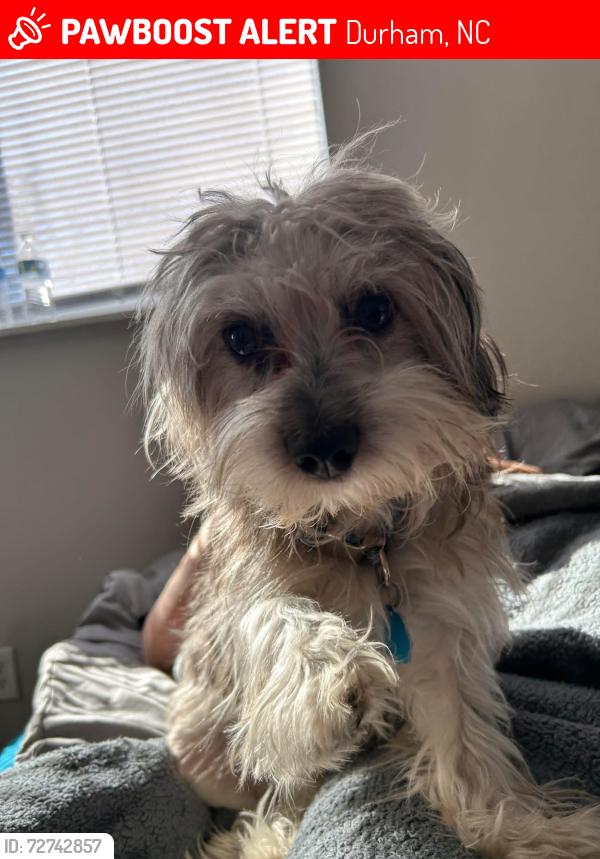 Lost Male Dog last seen Near Chapel Hill Rd apmt 25-A, Durham, NC 27707, Durham, NC 27707