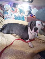 Lost Male Dog last seen La Raza Park, San Francisco, CA 94110