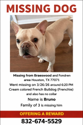 Lost Male Dog last seen S braewood , Houston, TX 77071