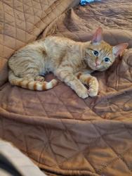 Reunited Female Cat last seen Burgesses Quarters , Williamsburg, VA 23185