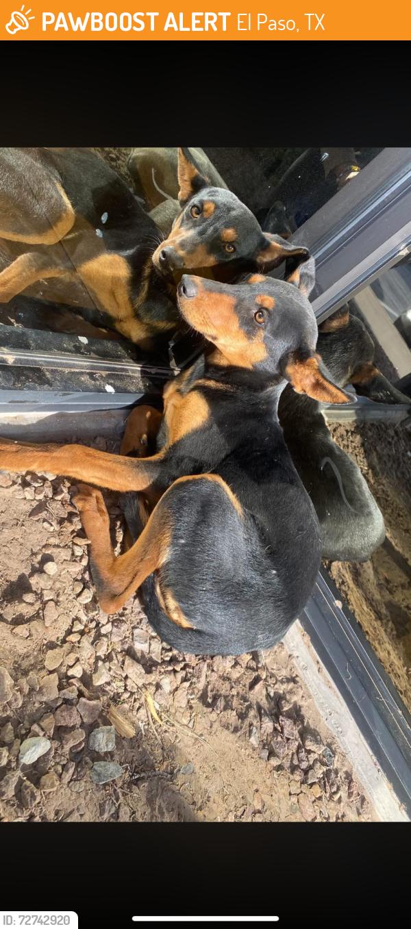 Found/Stray Unknown Dog last seen By Joe Battle and Pan American , El Paso, TX 79907