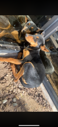Found/Stray Unknown Dog last seen By Joe Battle and Pan American , El Paso, TX 79907