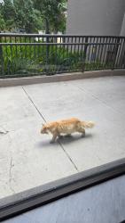 Found/Stray Unknown Cat last seen Cypress and Rio, Tampa, FL 33607
