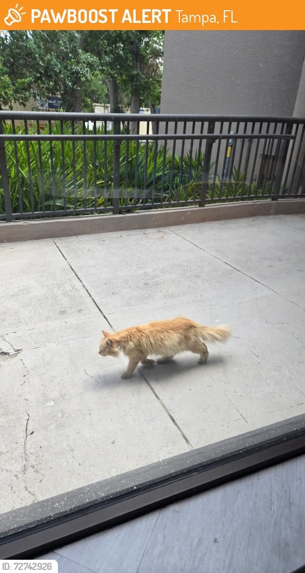 Found/Stray Unknown Cat last seen Cypress and Rio, Tampa, FL 33607