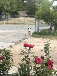 Lost Male Dog last seen Lincoln ave Hesperia , Hesperia, CA 92344