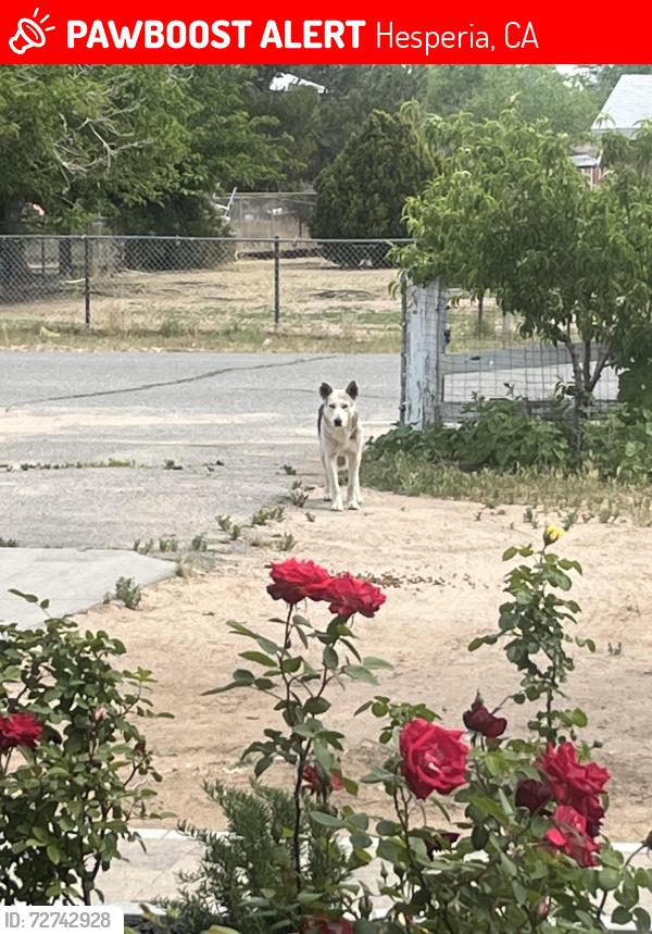 Lost Male Dog last seen Lincoln ave Hesperia , Hesperia, CA 92344