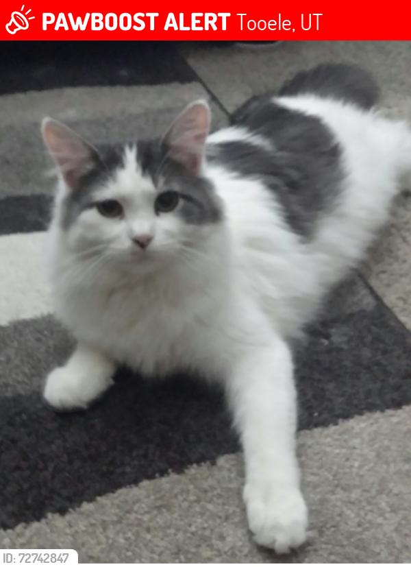 Lost Male Cat last seen Broadway and 7th st. Parks England acre, Elton Park, Tooele Golf Course , Tooele, UT 84074