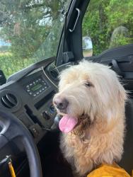 Found/Stray Male Dog last seen Highway, 120 Drake Town, Georgia, Temple, GA 30179